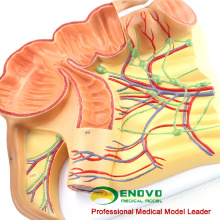 VISCERA16 (12553) Anatomisches Modell des Anhangs